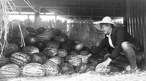 成武最新吃瓜群众视频,揭秘幕后真相，一探究竟